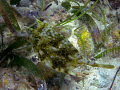   Cowfish  